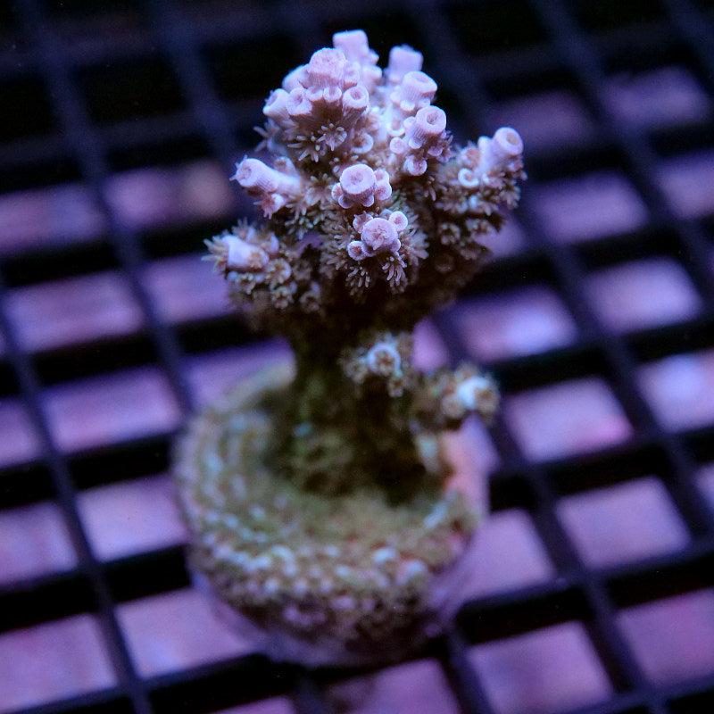 Acropora kenti - SciReef Twin - Grade 2 - lime rose