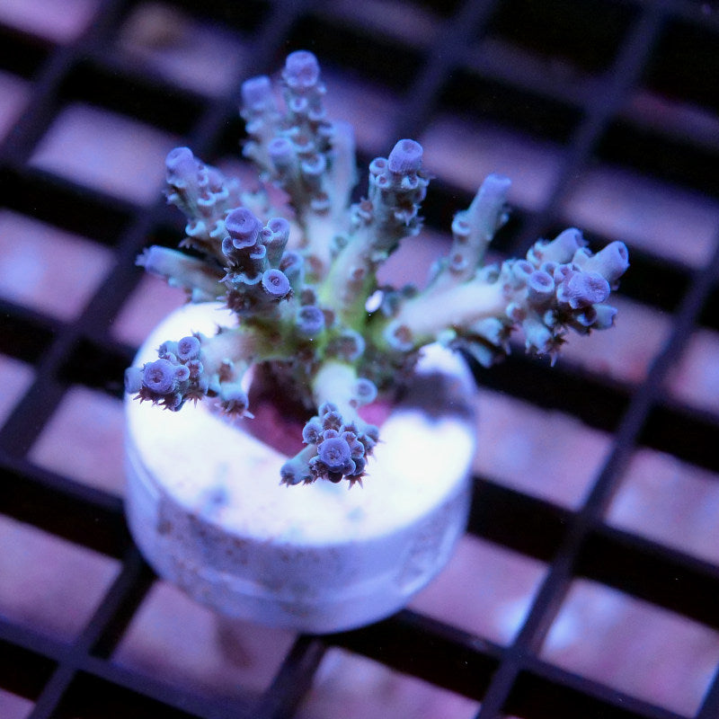 Acropora kenti - SciReef Twin Grade 2