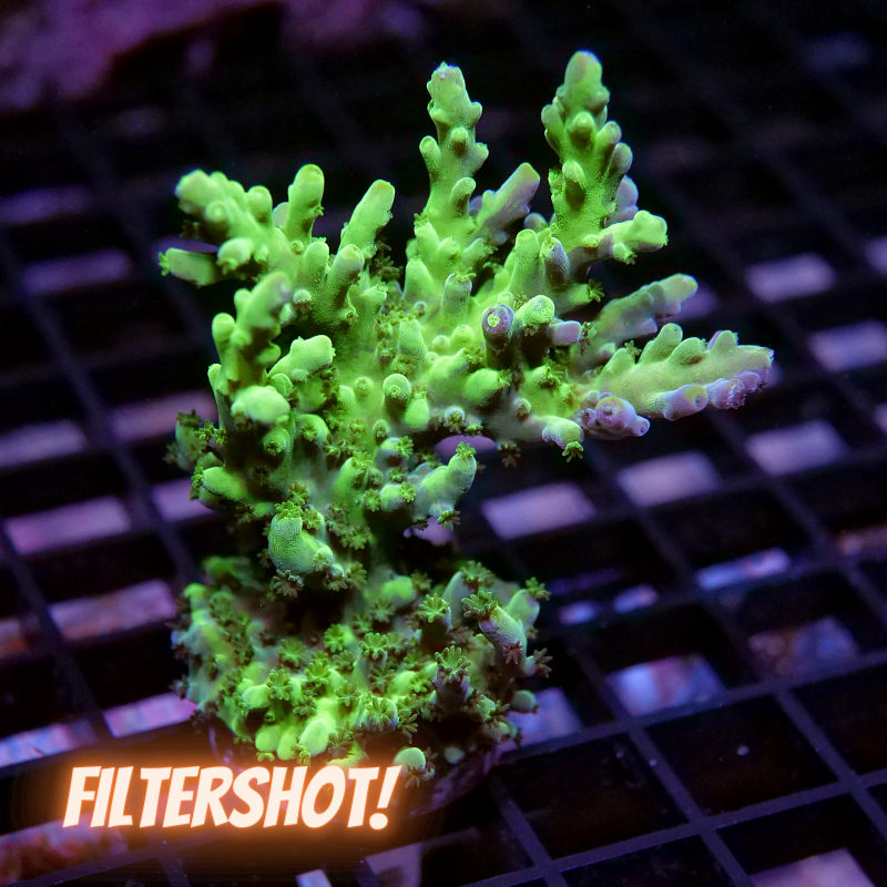 Acropora austera - SciReef Twin - Grade 1