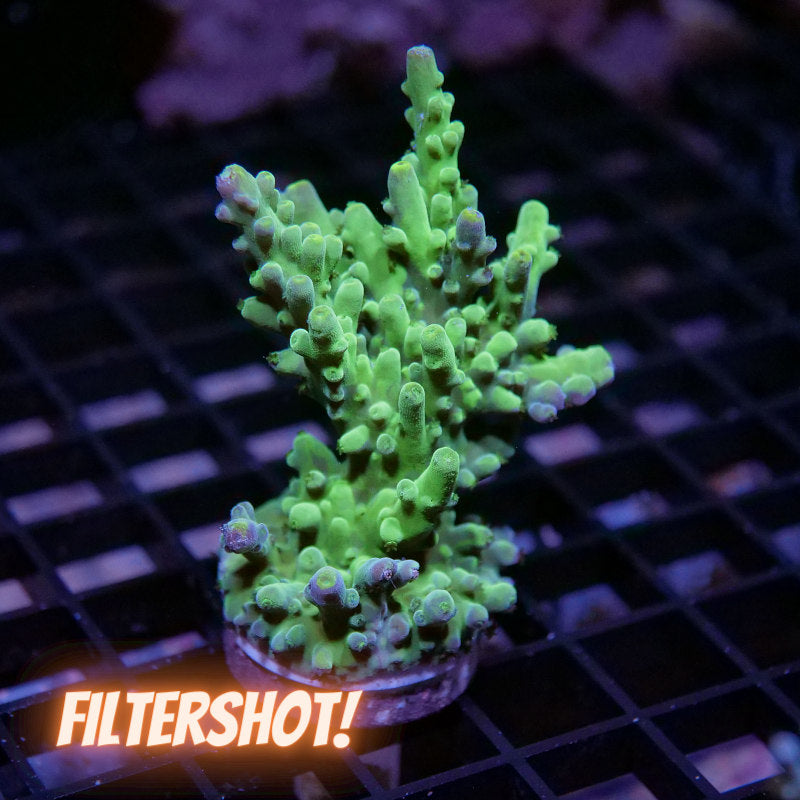 Acropora austera - SciReef Twin - Grade 1