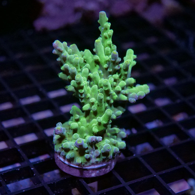 Acropora austera - SciReef Twin - Grade 1