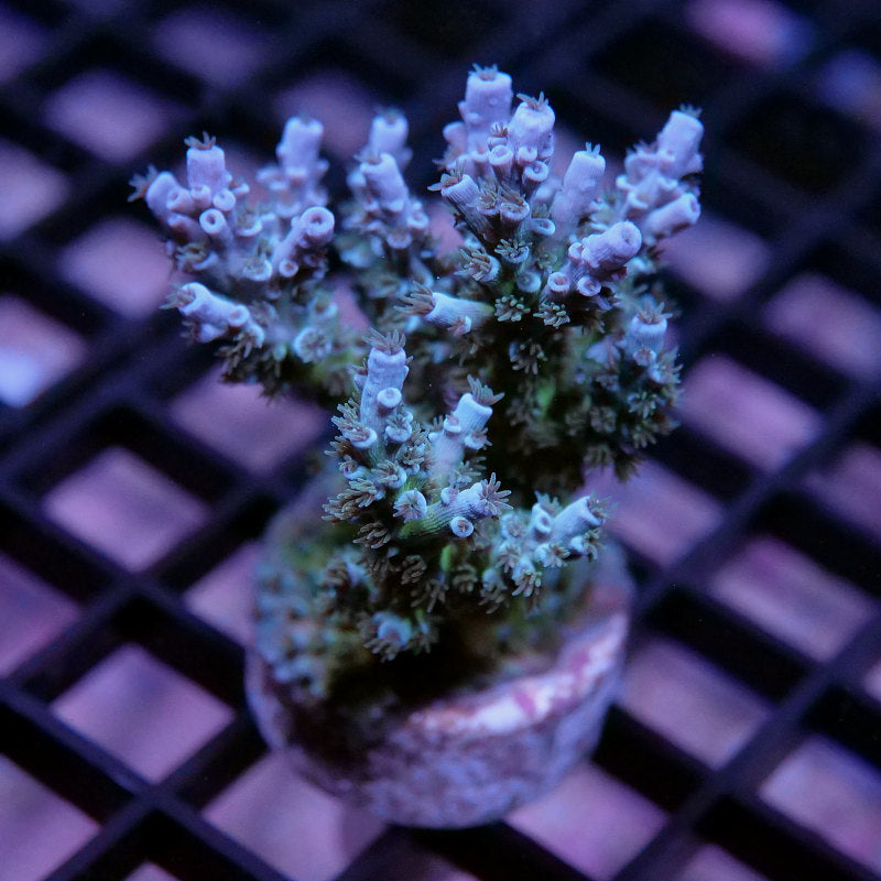Acropora kenti - SciReef Twin - Grade 1 - turqouise rose