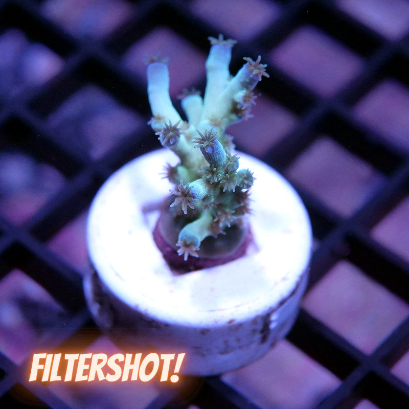 Acropora tenuis - SciReef Twin - Grade 2 - Ice Fire