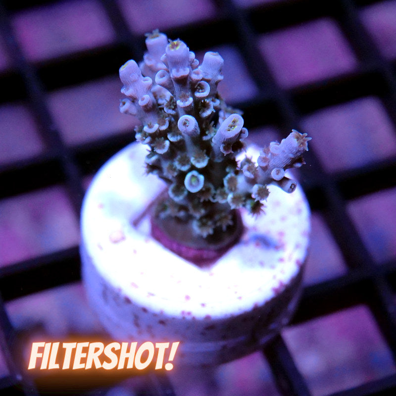 Acropora kenti - SciReef Twin Grade 1