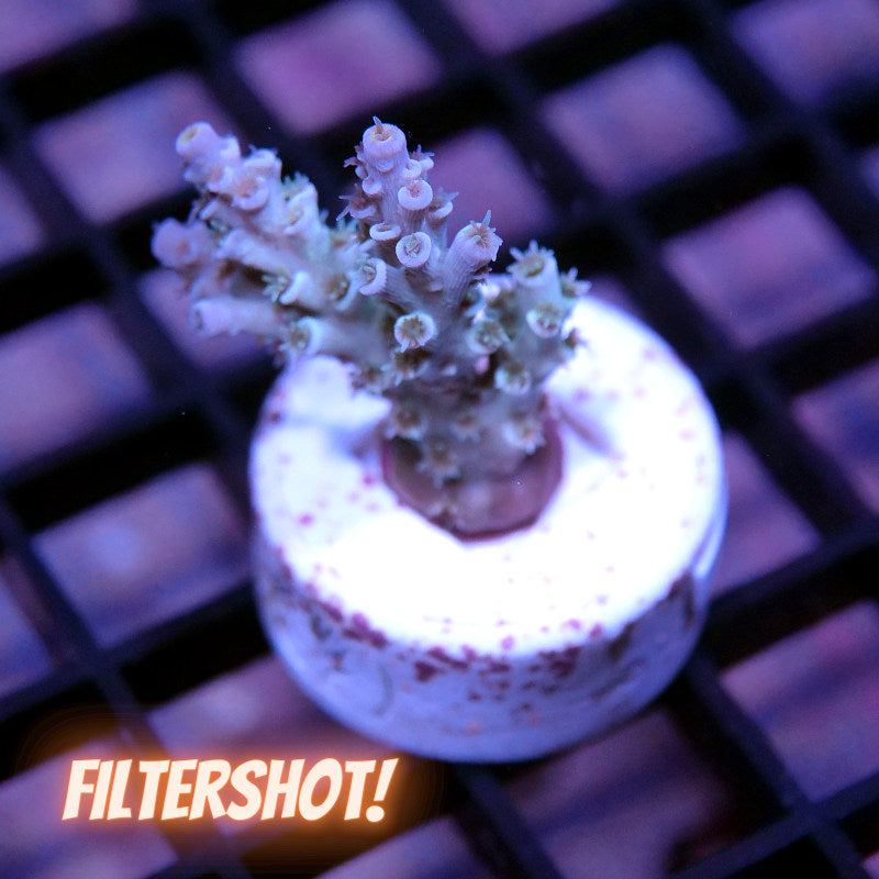 Acropora kenti - SciReef Twin Grade 1
