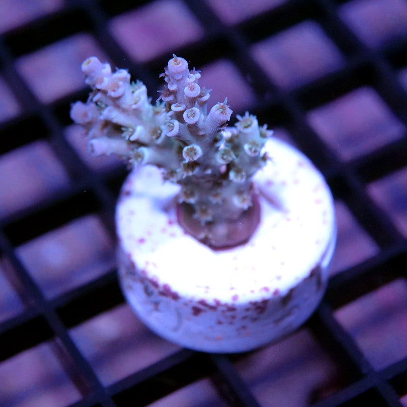 Acropora kenti - SciReef Twin - Grade 1 - lime rose