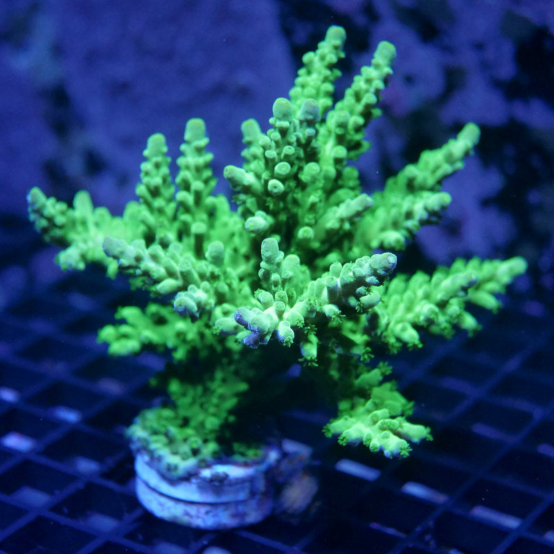 Acropora austera - SciReef Twin - Grade 2