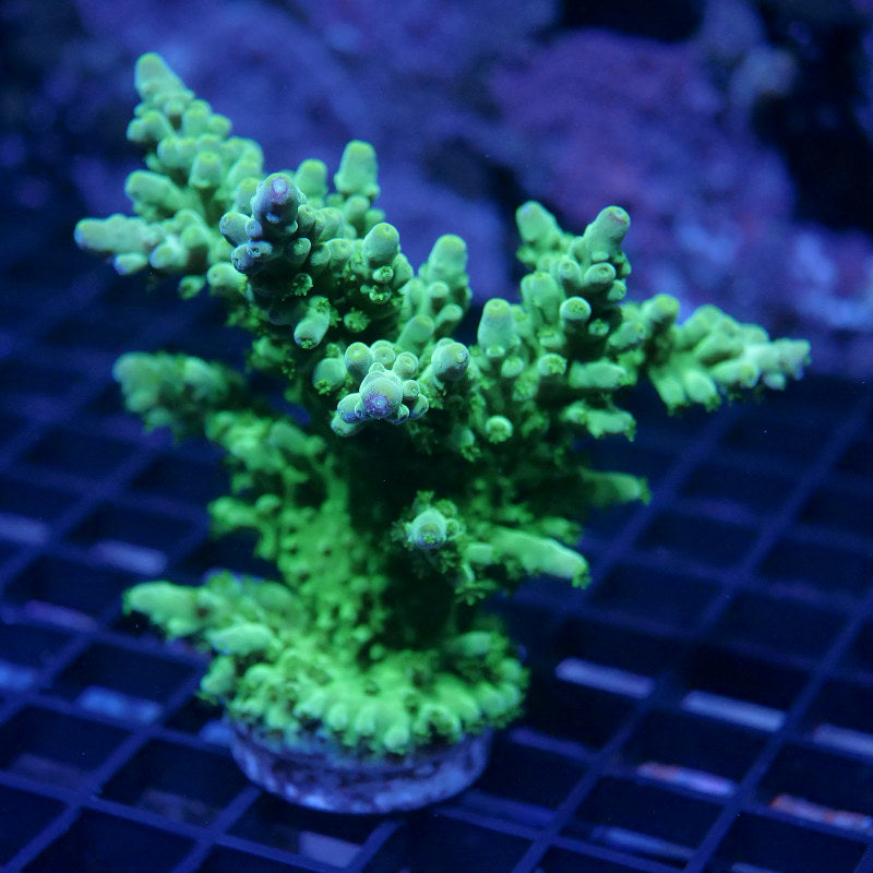 Acropora austera - SciReef Twin - Grade 2
