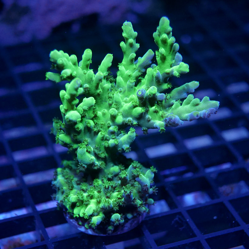 Acropora austera - SciReef Twin - Grade 1