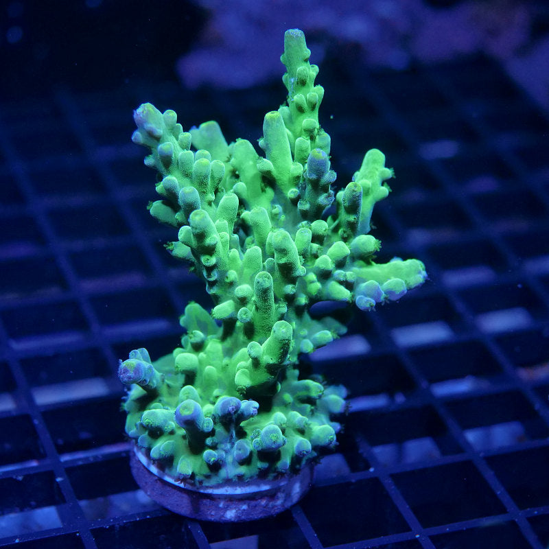 Acropora austera - SciReef Twin - Grade 1