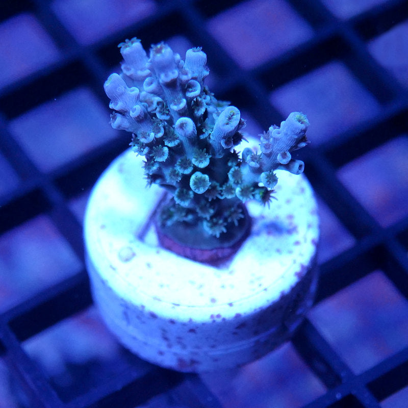 Acropora kenti - SciReef Twin Grade 1