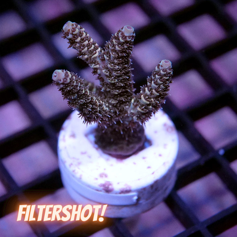 Acropora millepora - SciReef Twin - Grade 2