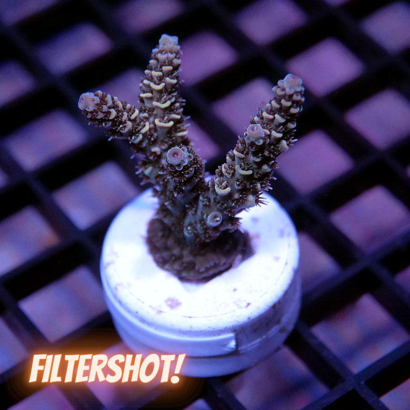 Acropora millepora - SciReef Twin - Grade 2