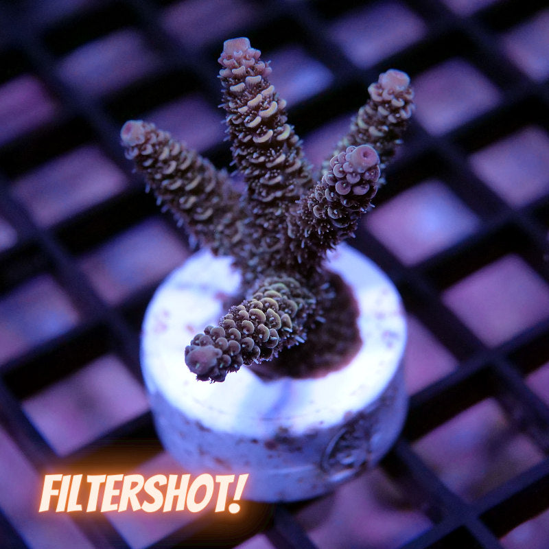 Acropora millepora - SciReef Twin - Grade 2