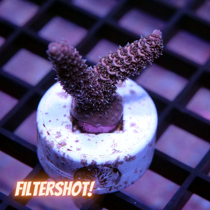 Acropora millepora - SciReef Twin - Grade 1