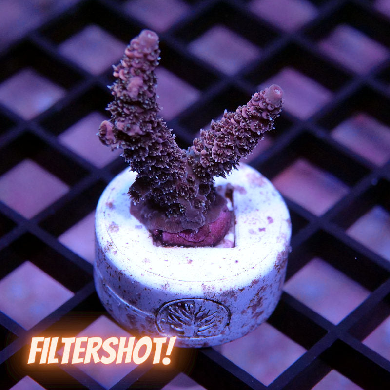 Acropora millepora - SciReef Twin - Grade 1