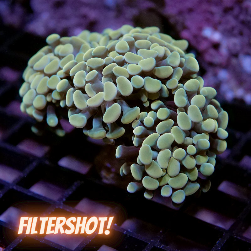 Euphyllia sp. 'Golden Hammer' XL