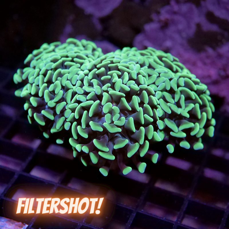 Euphyllia sp. 'Green Tips' XL