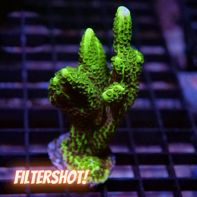 Montipora confusa XL