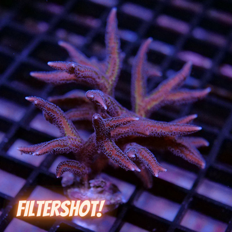 Seriatopora hystrix XL