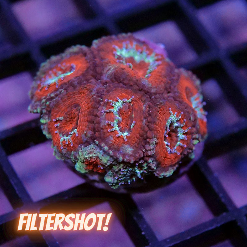 Micromussa lordhowensis
