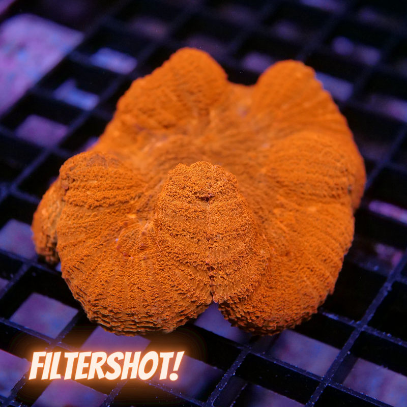 Lobophyllia sp. 'Red'