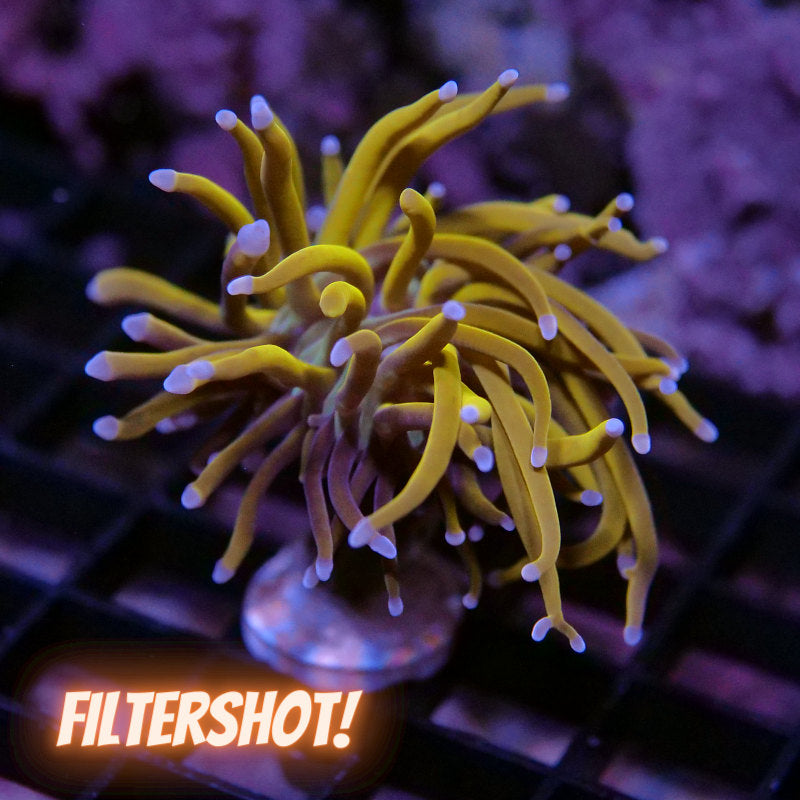 Euphyllia glabrescens '24 K'