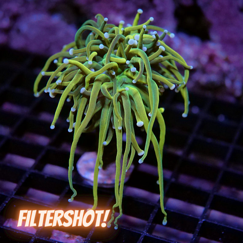 Euphyllia glabrescens 'Holy Grail Malaysia'