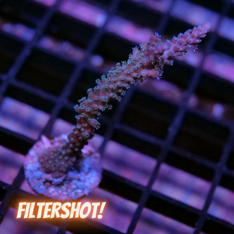 Frag Pack 'Halloween'