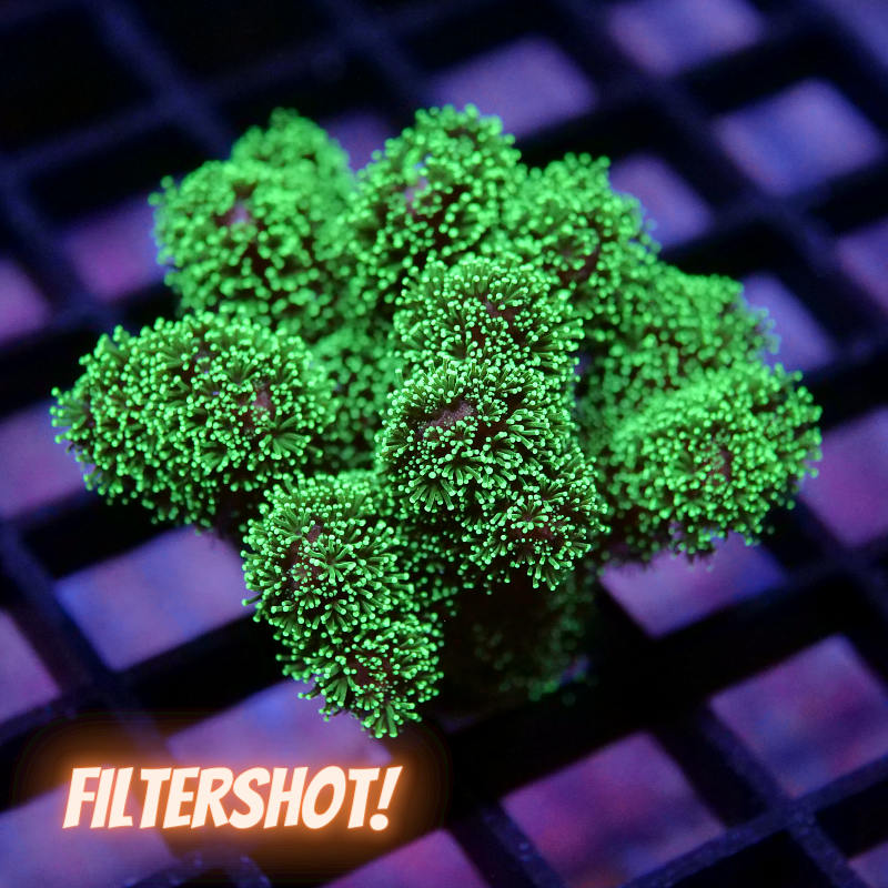 Stylophora pistillata 'Project X'