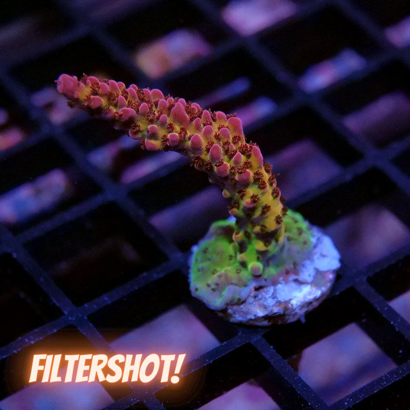 Acropora sp. 'PC Rainbow'
