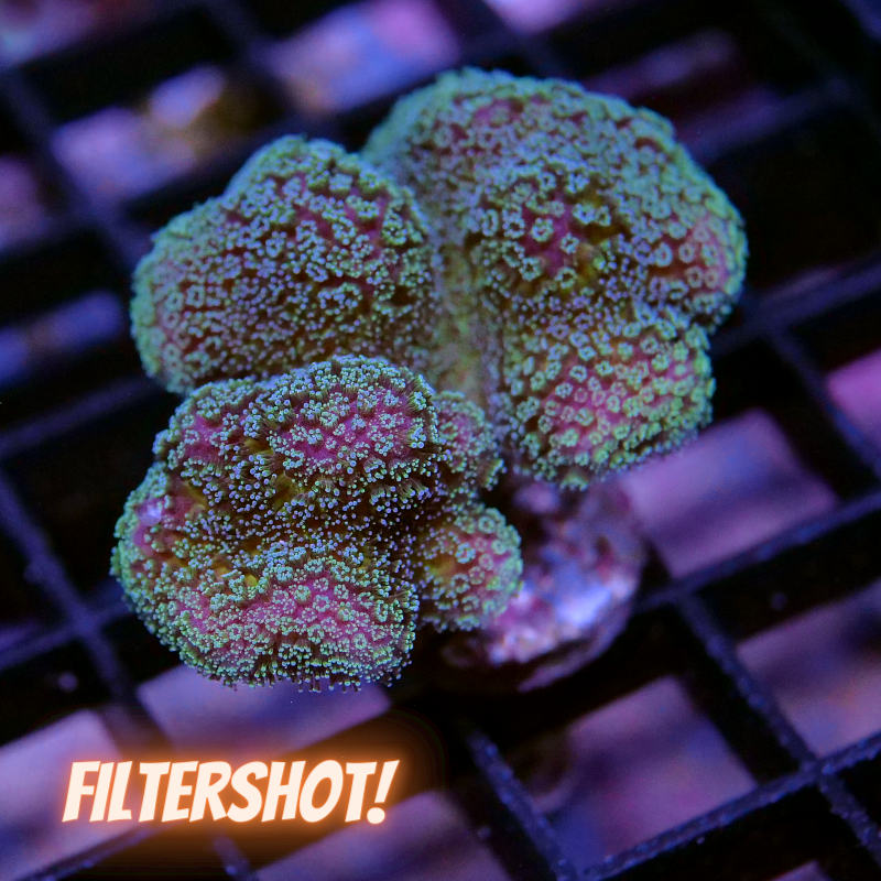 Stylophora pistillata