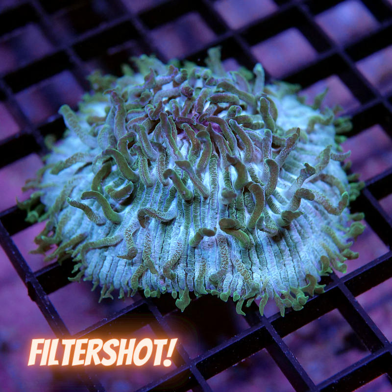 Fungia 'Turquoise'