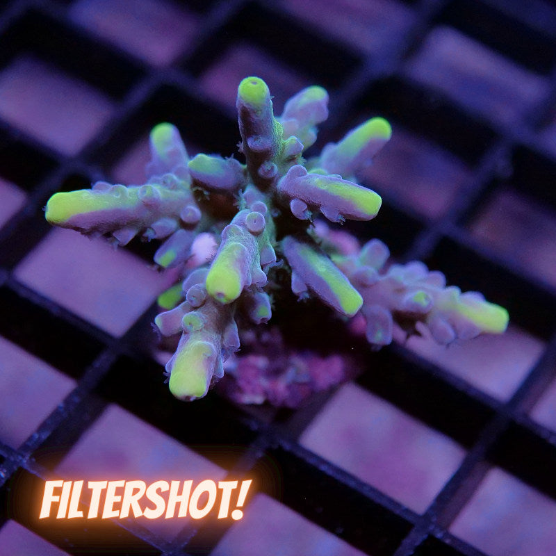 Acropora vaughani 'Bicolor'