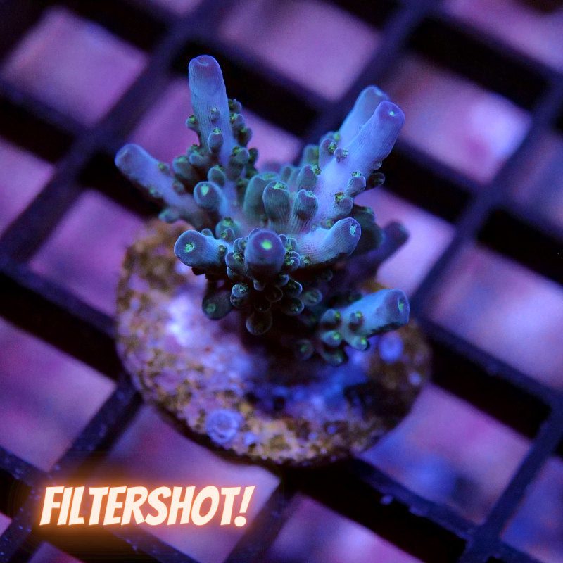 Acropora nana 'Purple nana'