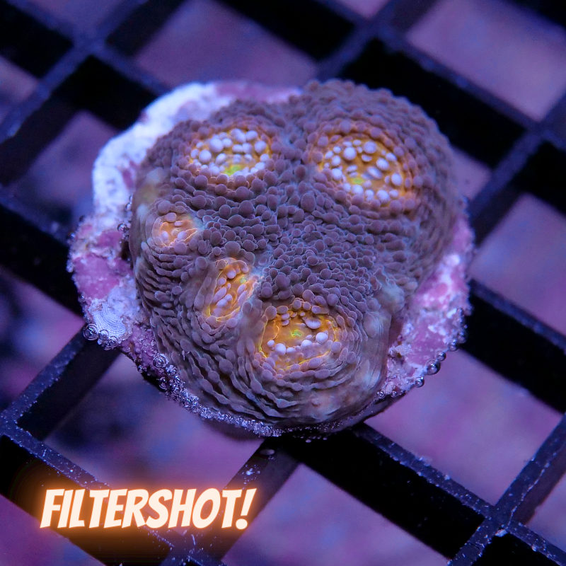 Acanthastrea echinata 'Explosion'