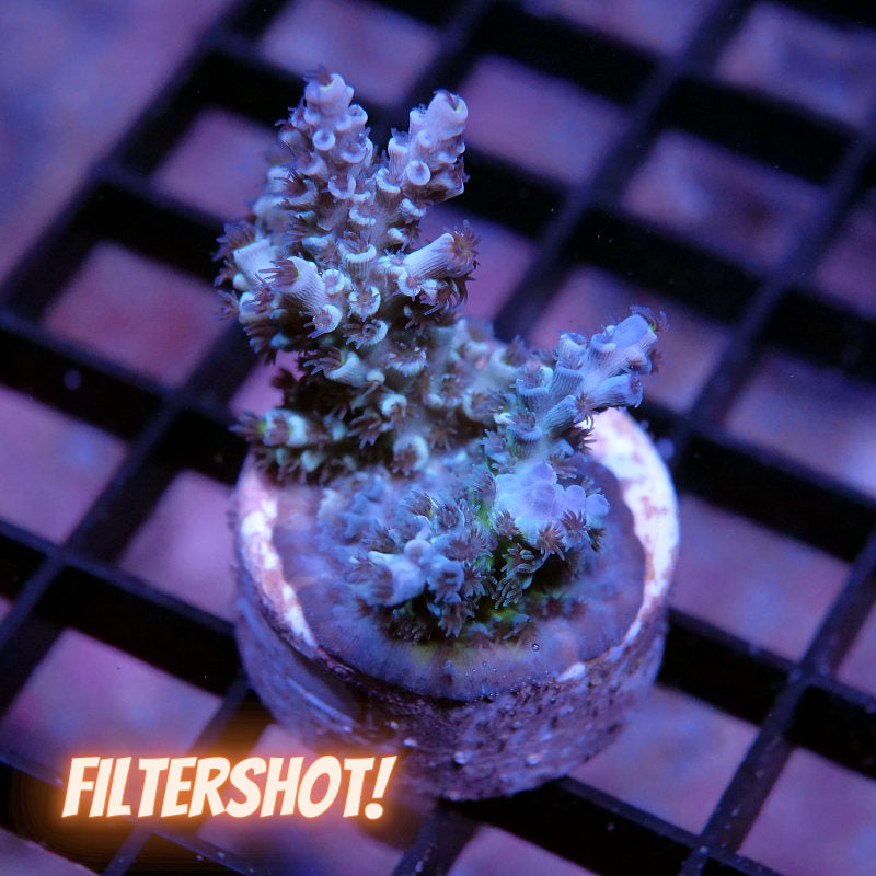 Acropora kenti - Chimäre - SciReef Twin - Grade 3
