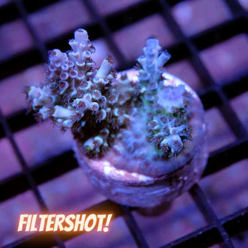 Acropora kenti - Chimäre - SciReef Twin - Grade 3
