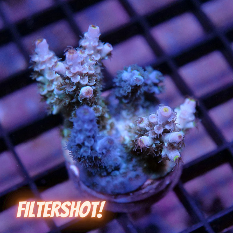 Acropora kenti - Chimäre - SciReef Twin - Grade 2