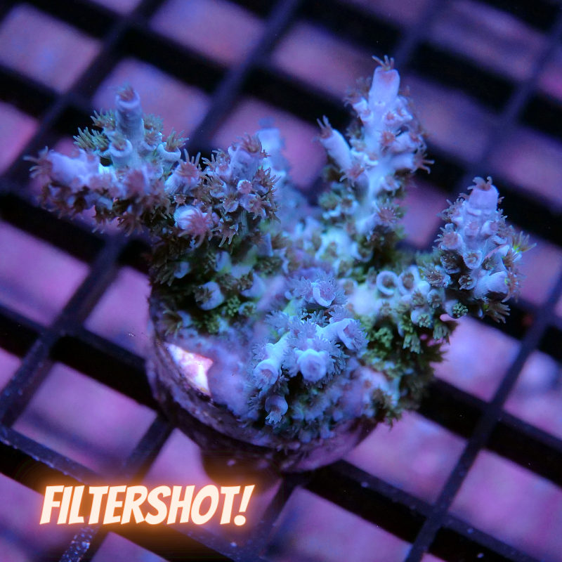 Acropora kenti - Chimäre - SciReef Twin - Grade 1