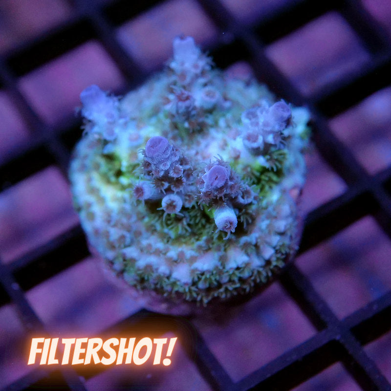 Acropora kenti - Chimäre - SciReef Twin - Grade 1