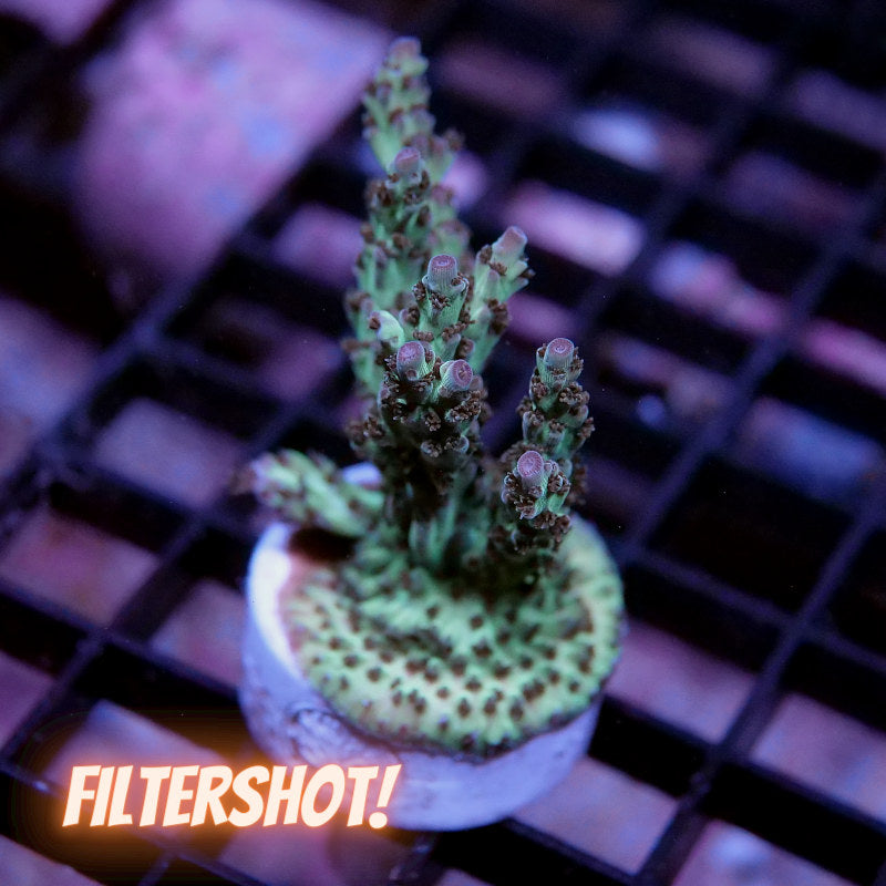 Acropora nasuta - SciReef Twin