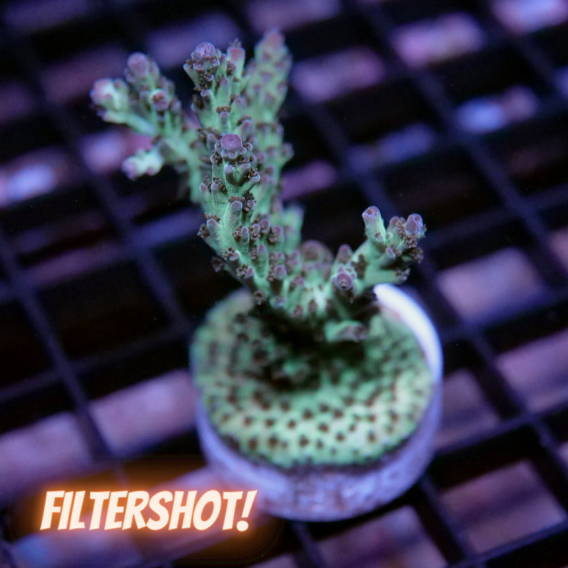 Acropora nasuta - SciReef Twin