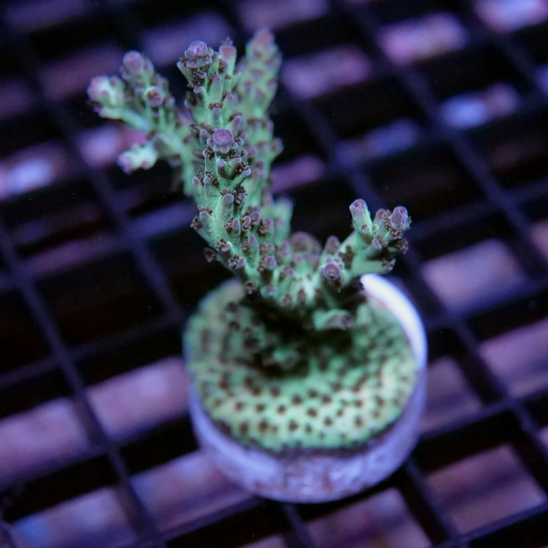Acropora nasuta - SciReef Twin