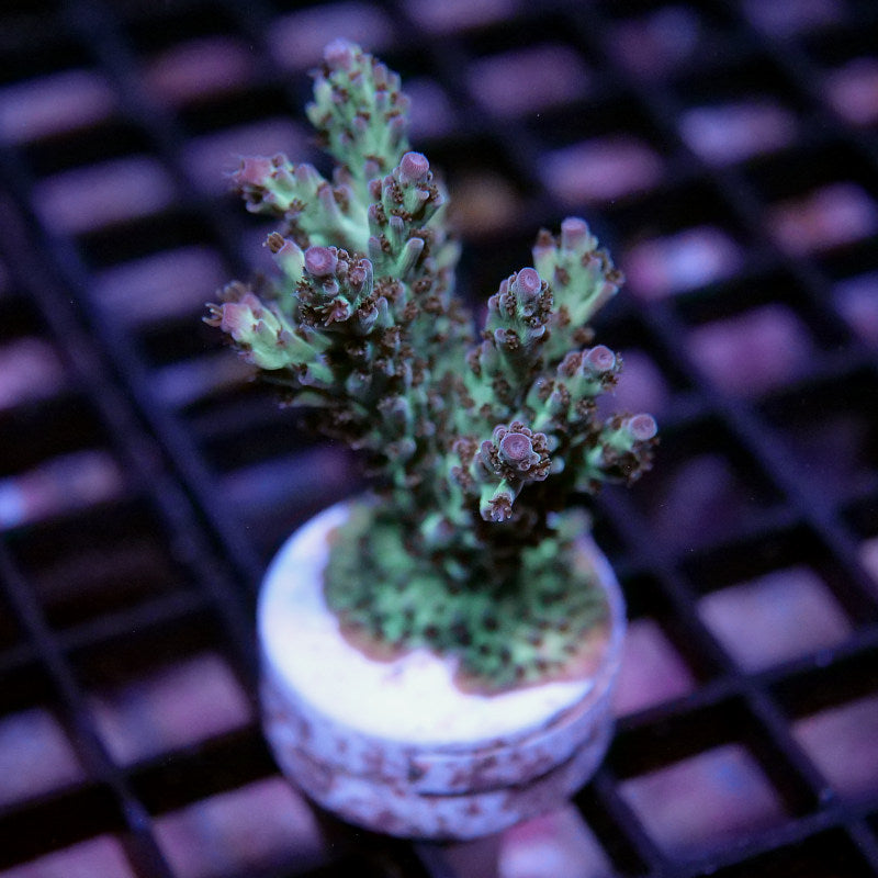 Acropora nasuta - SciReef Twin