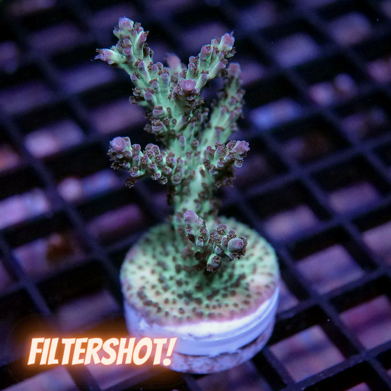 Acropora nasuta - SciReef Twin