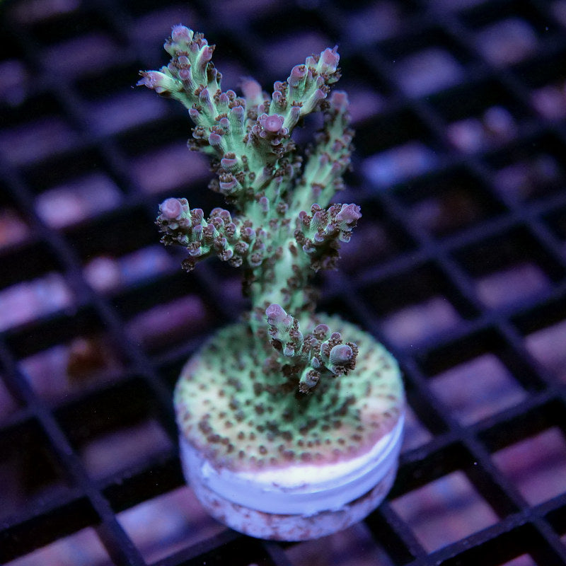 Acropora nasuta - SciReef Twin