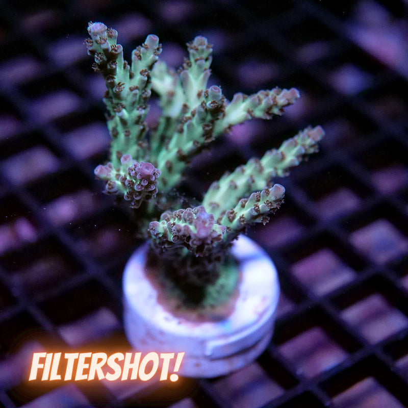 Acropora nasuta - SciReef Twin