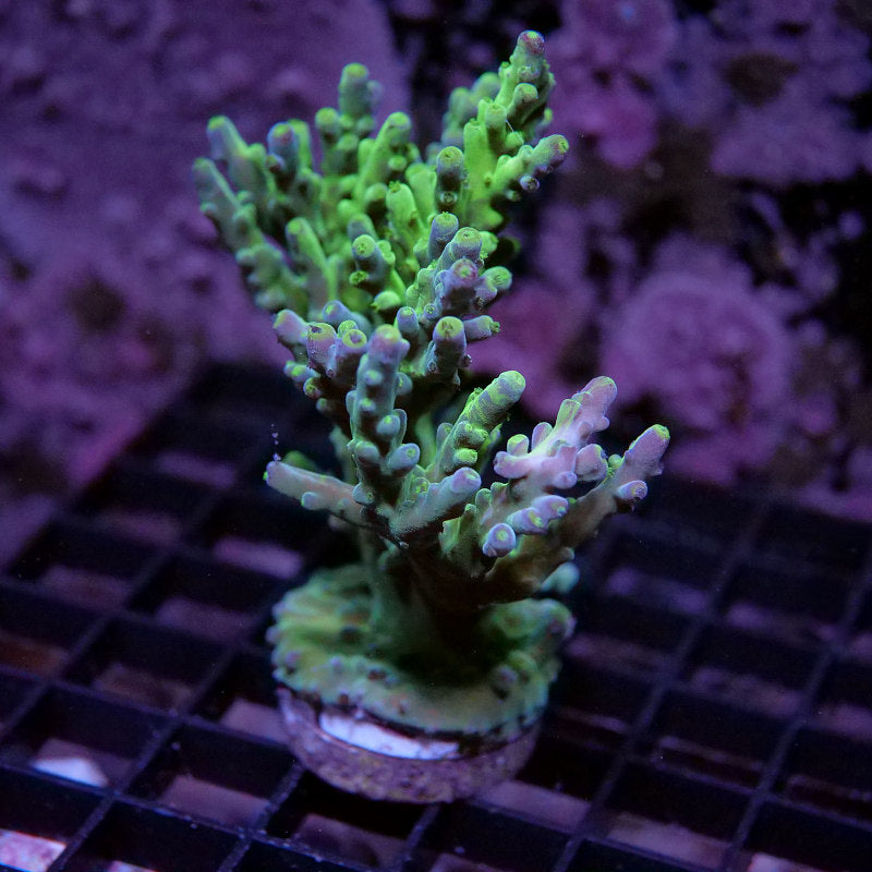 Acropora austera - SciReef Twin - Grade 2