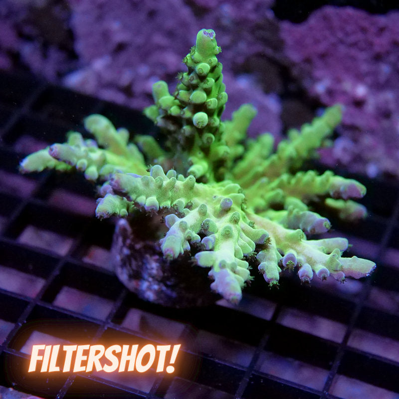 Acropora austera - SciReef Twin - Grade 2